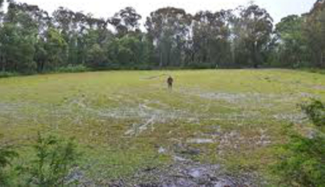 Cricket ground looking devo
